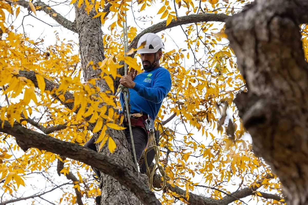 Skilled Tree Planing crew working in Frederick